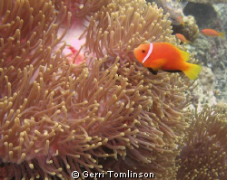 Anemone fish taken at Fihalhohi Island House Reef, Maldives. by Gerri Tomlinson 